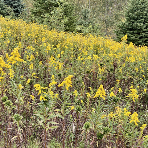 Goldenrod. September 20.