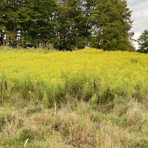 More goldenrod!