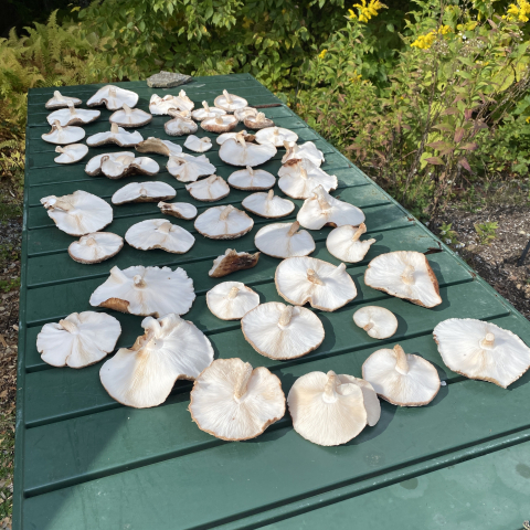 Shiitake harvest September 30.