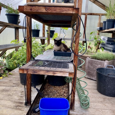 Leia in the greenhouse.