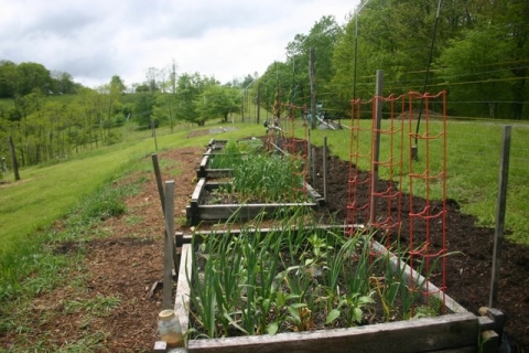 Raised beds