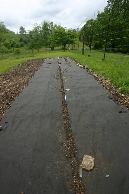 New 15x50 tilled garden: potatoes, bush beans, squash, pumpkin.