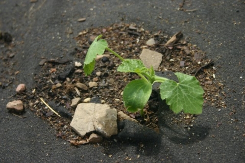 Cavilli squash, May 26