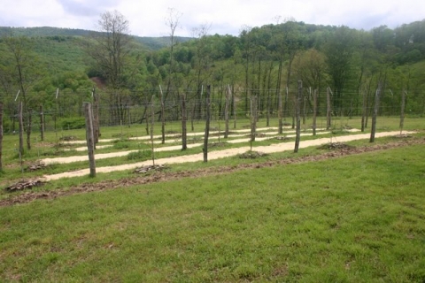 Vineyard, newly sown with red and white clover