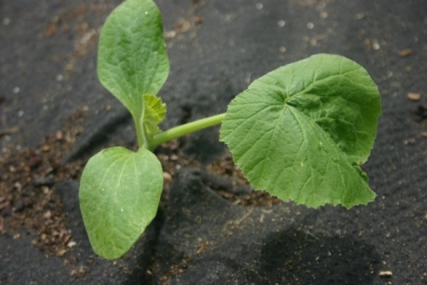 Howden pumpkin, May 26