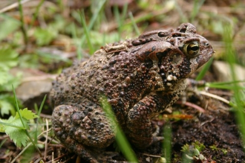 Mr. Toad
