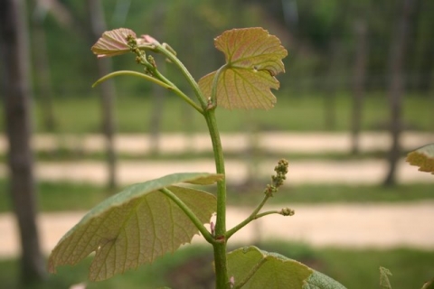 Van Buren grape buds