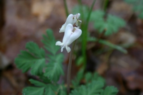 Squirrel Corn