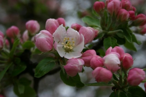 Grandmother Apple Tree