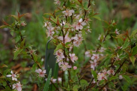 Bush Cherry