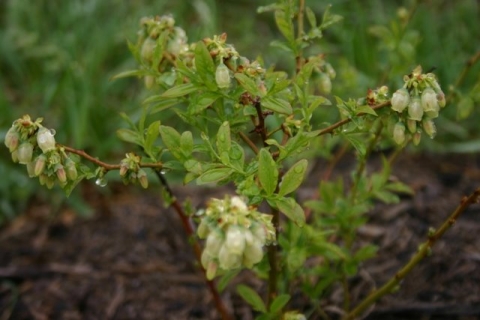 Bush Blueberry