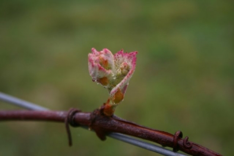 Hardy Worden Grape