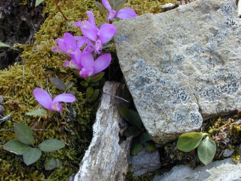 Fringed Polygala