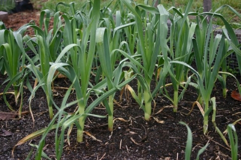 Hardneck Garlic