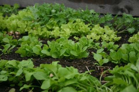 Early Greens