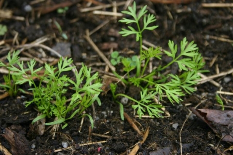 New Carrots