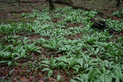 Woodland ramps