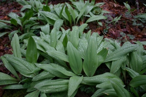 Spring rain on ramp leaves