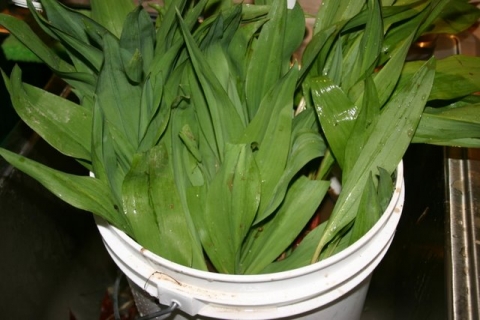 Ramp harvest