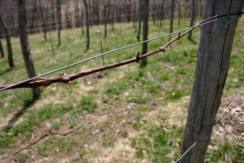 Newly pruned grapevine