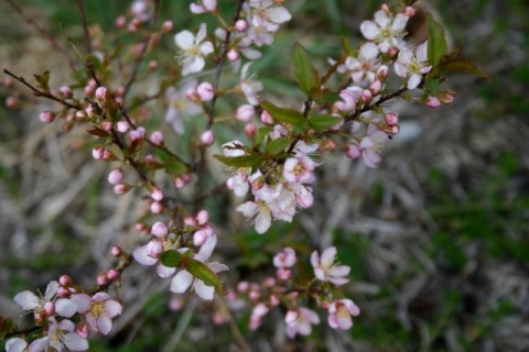 Bush cherry