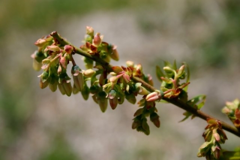 Low bush blueberry
