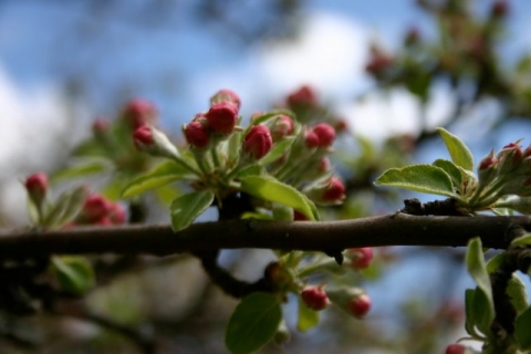 Grandmother apple tree blossoms