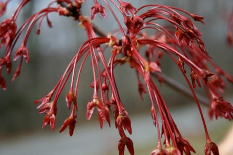 Red maple