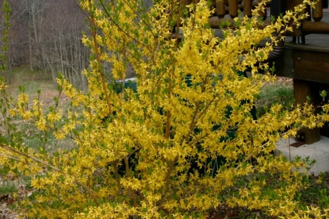 Forsythia!
