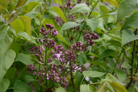 Lilac