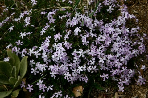 Phlox