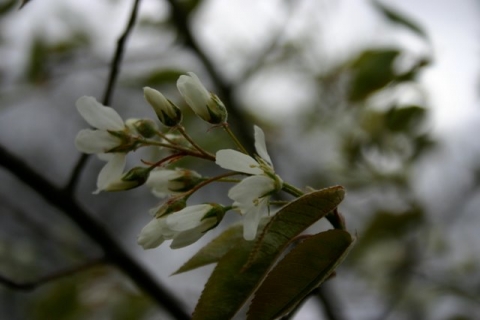 Serviceberry