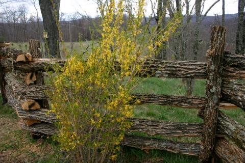 Forsythia along locust fence