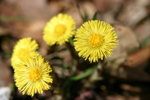 Coltsfoot