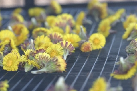 Blooms in the dryer