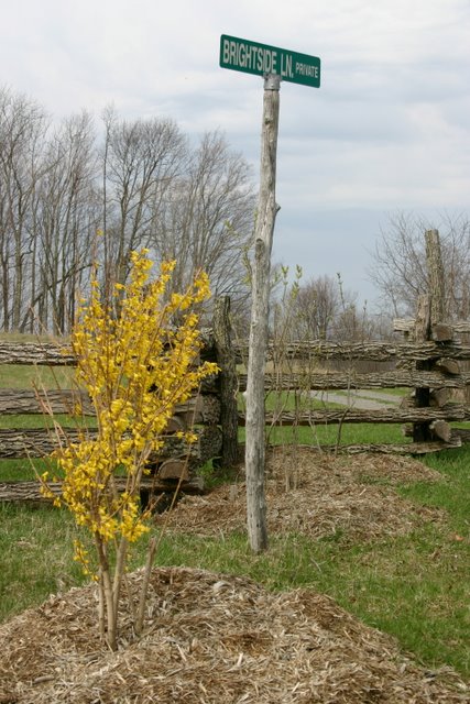 Forsythia