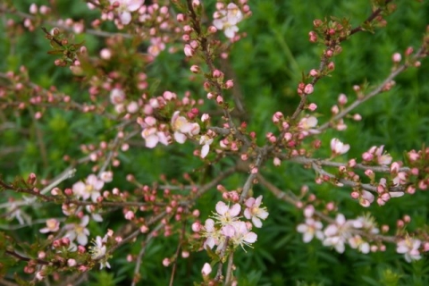 Bush Cherry