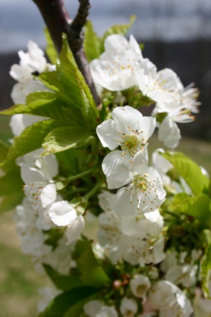 Bing Cherry