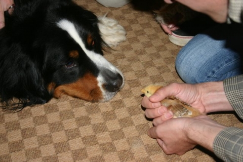 Cosmo meeting the chickies. And vice versa