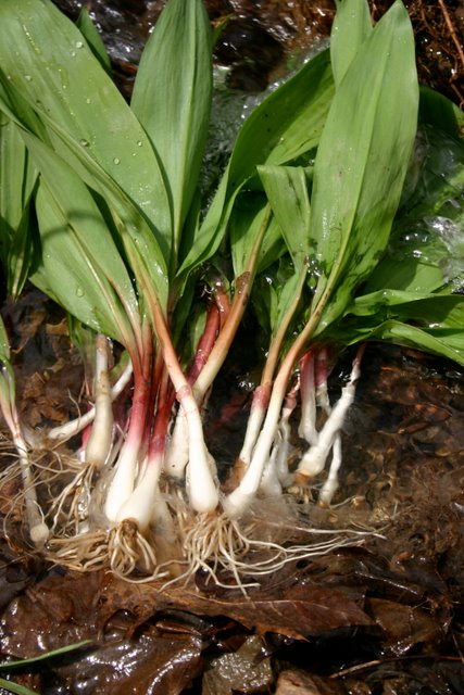 Ramps!