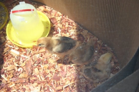 Chickies on Easter Day