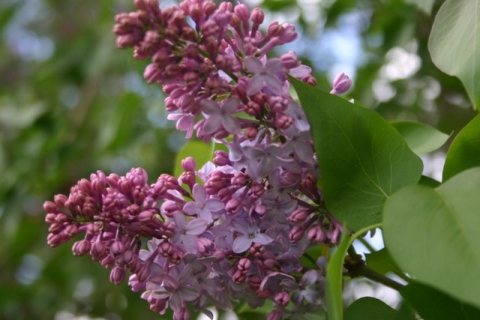 Brightside Lilac