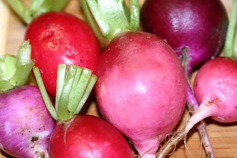 Easter egg radishes.