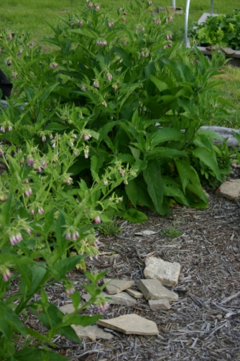 Comfrey.