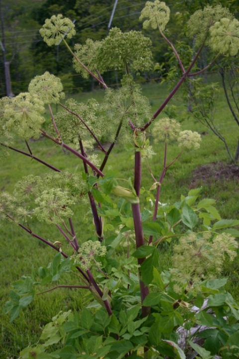 Angelica.