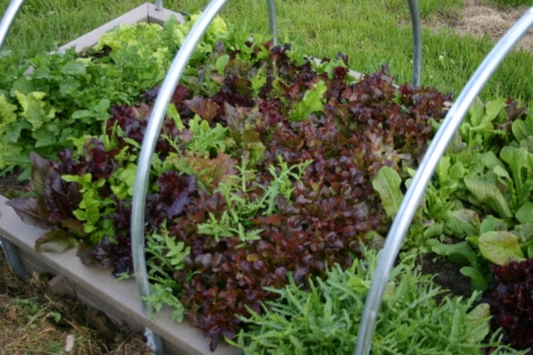 Got Lettuce?