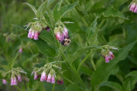 Comfrey blossoms.