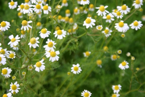 Chamomile.