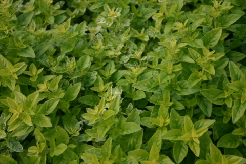 Oregano.