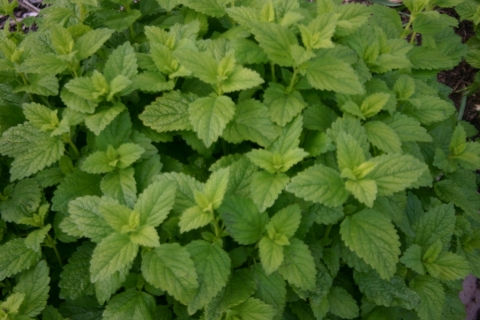 Lemon balm.